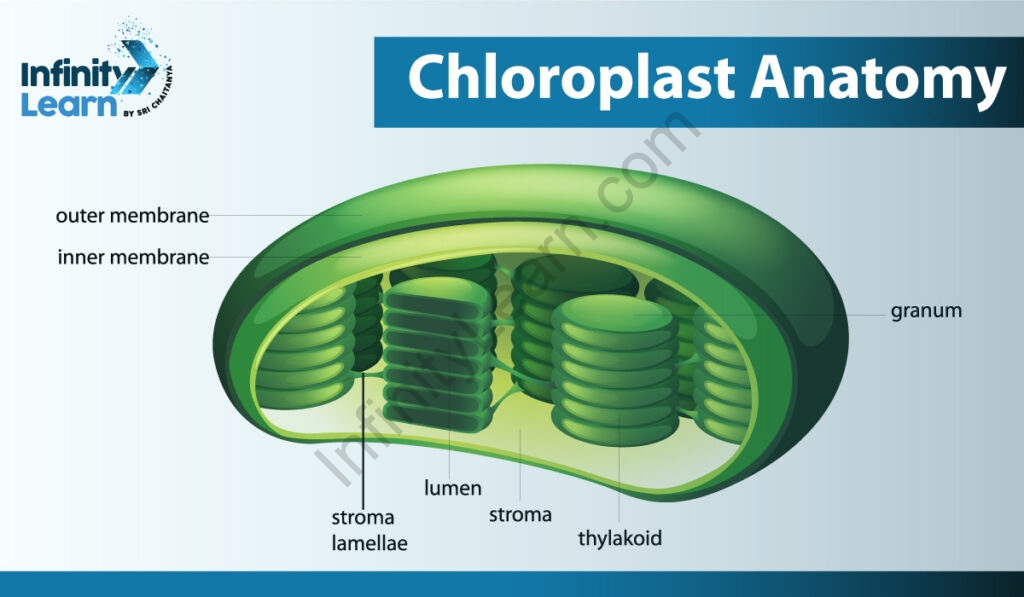 Plant cell