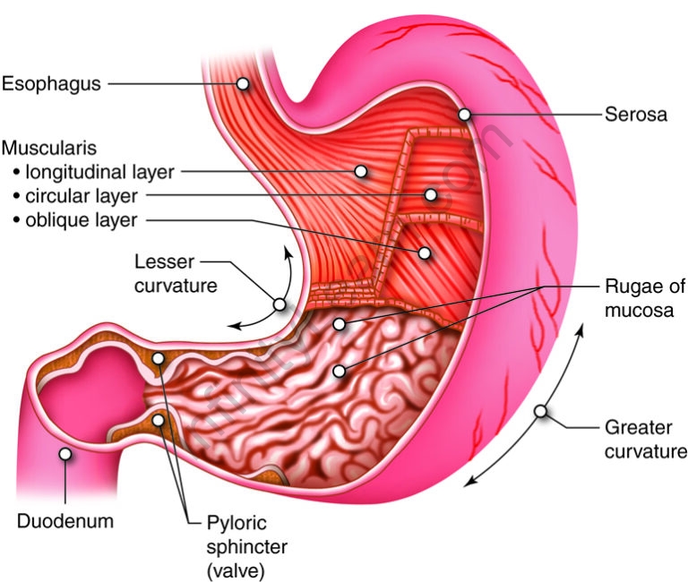 Role of Digestive Enzymes - Infinity Learn by Sri Chaitanya