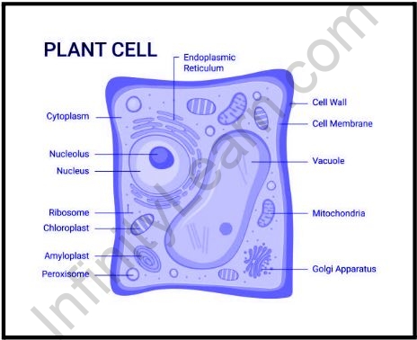 Important TOpic of Biology: Plant Cell - Infinity Learn