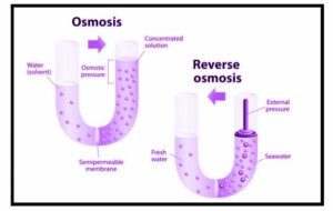 Osmosis in Biology - Infinity Learn