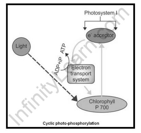Cyclic and Noncyclic Photophosphorylation
