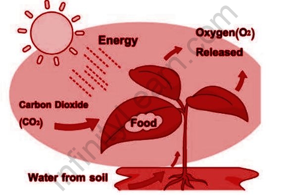 Green algae, Photosynthesis, Chloroplasts, Autotrophs