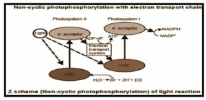 Non-Cyclic Photophosphorylation