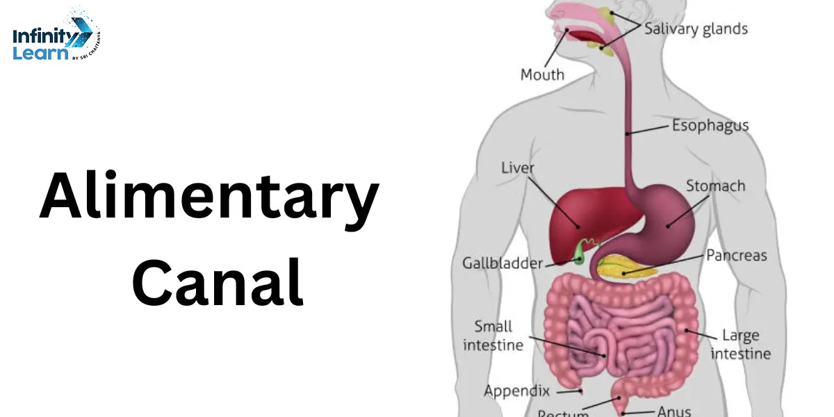 Alimentary Canal Anatomy