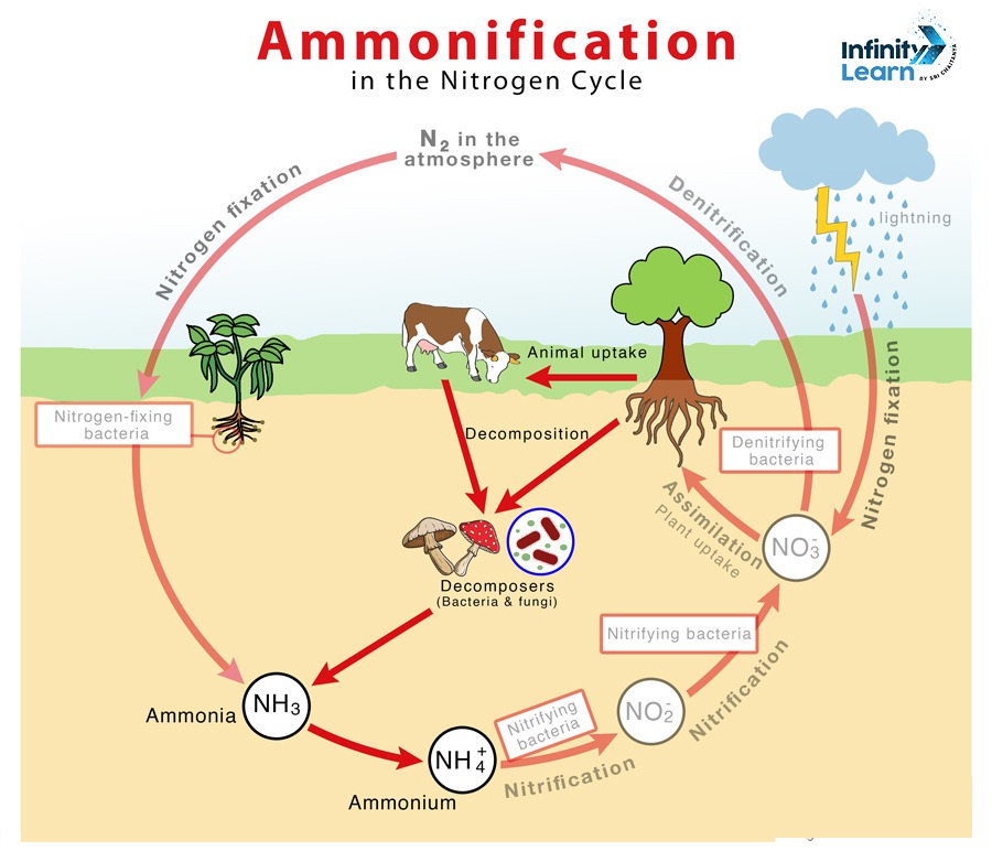 Ammonification