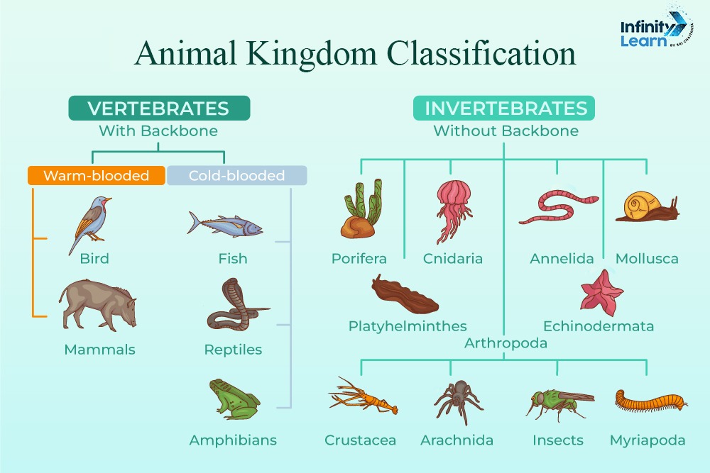 Animal Kingdom Classification