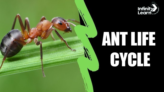 Ant Life Cycle