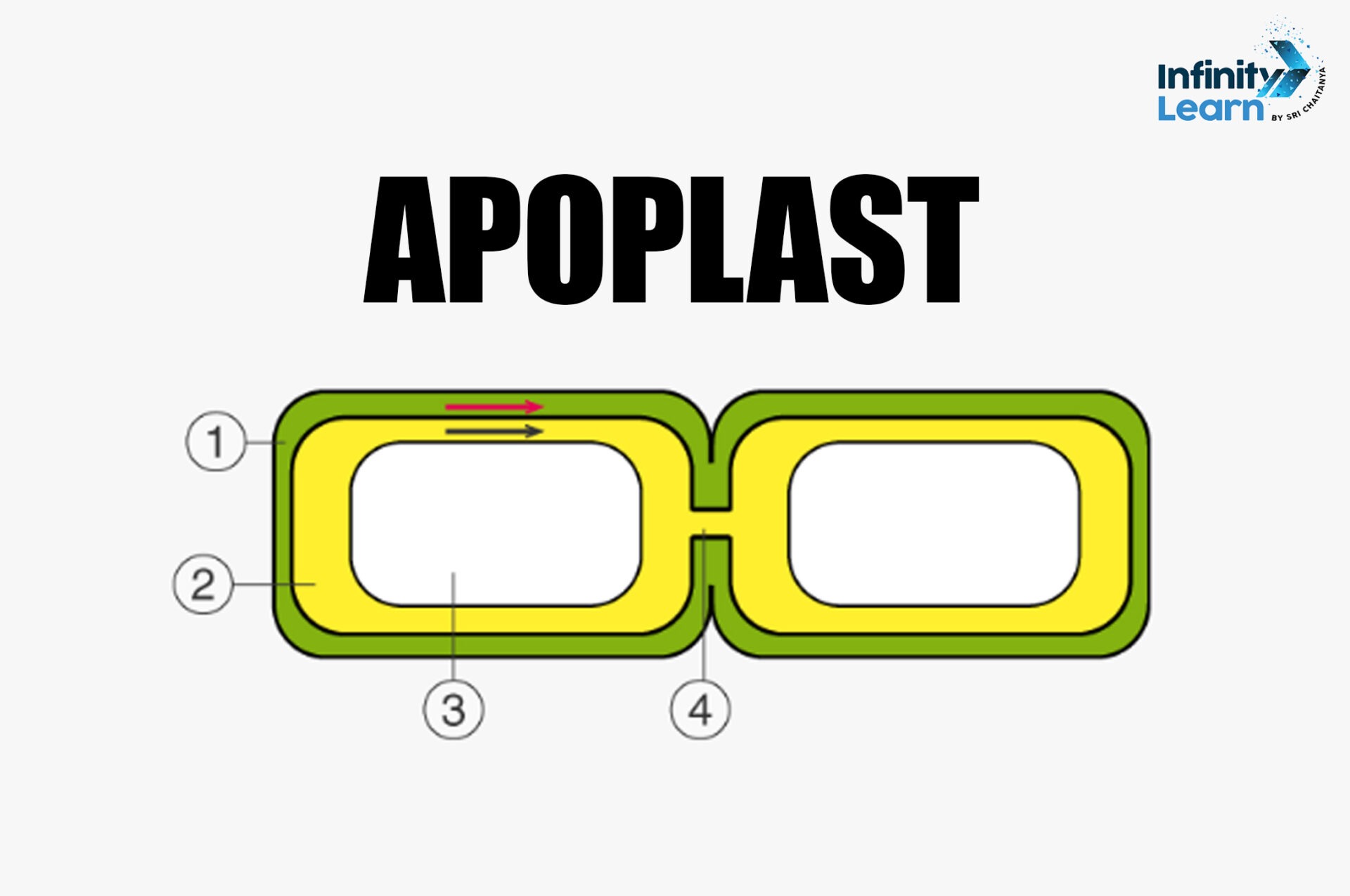 Apoplast