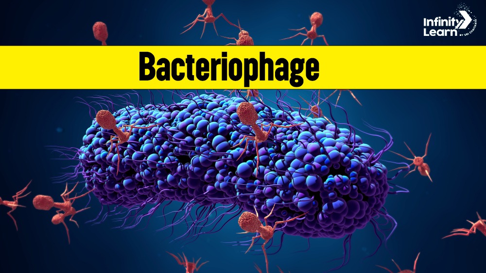 Bacteriophages