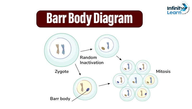 Barr Body Diagram