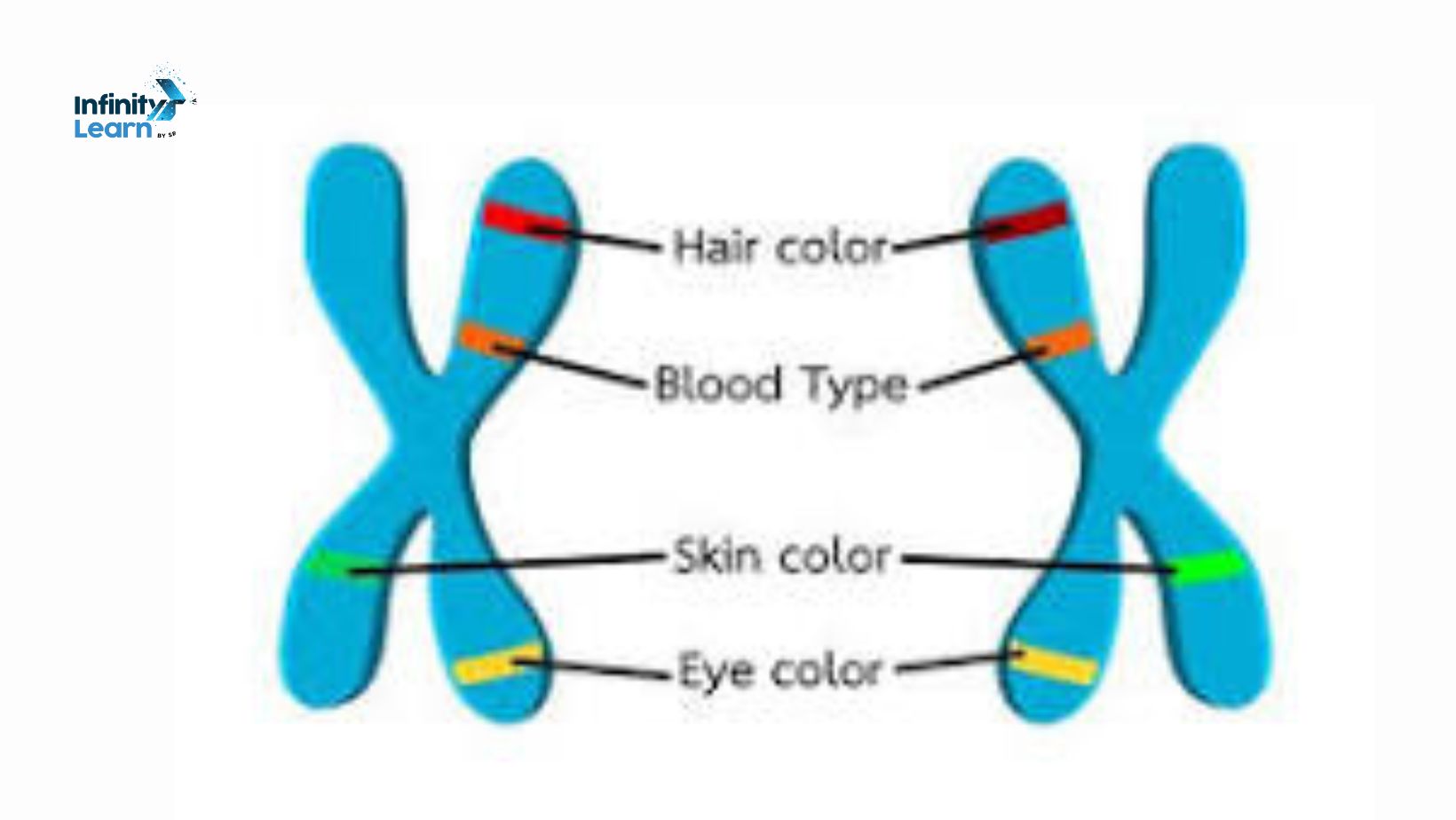 Alleles Meaning Differences Image And Genotypes