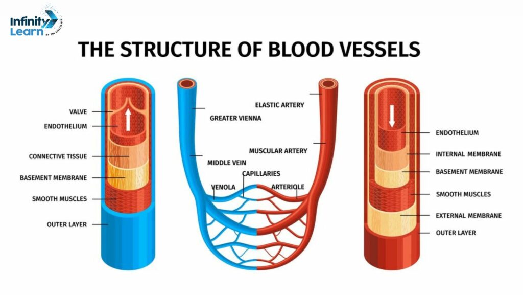 essay on blood vessels