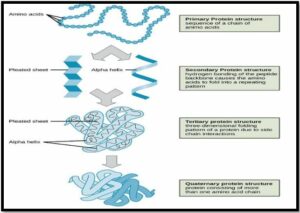 Elementary Idea of Proteins