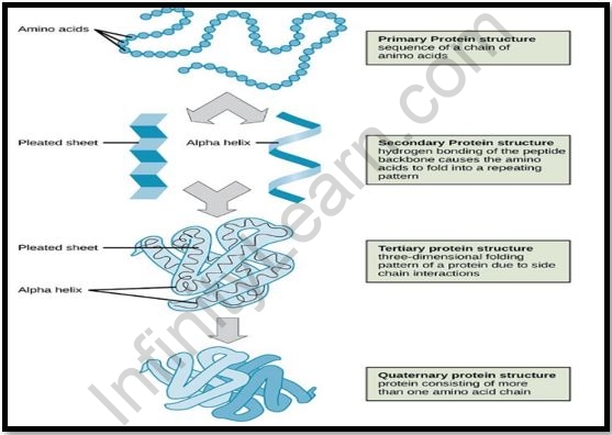 Elementary Idea of Proteins - Infinity Learn