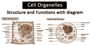 Cell Organelles-Function - Infinity Learn