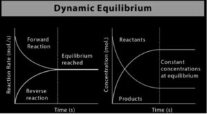  Dynamic Equilibrium