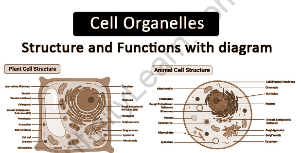 name any cell organelle which is non membranous