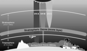 Effects of depletion of the ozone layer
