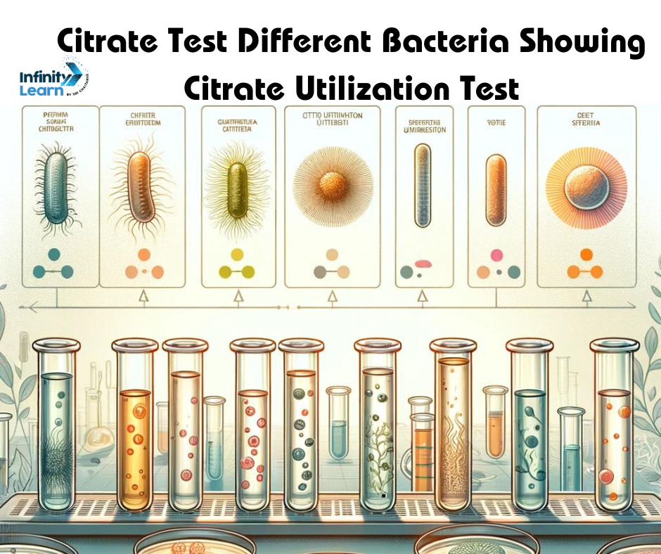 Citrate Test Different Bacteria Showing Citrate Utilization Test