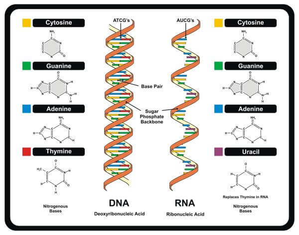 Difference Between DNA and RNA
