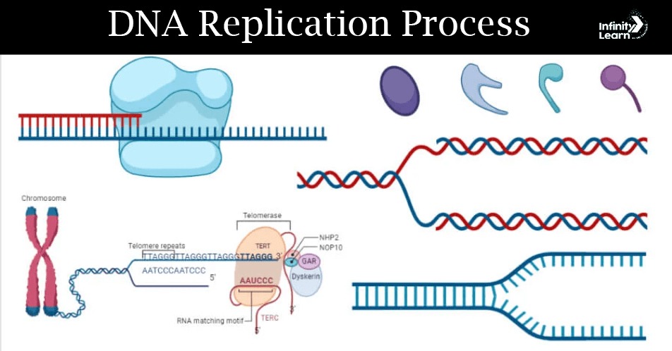 DNA Replication