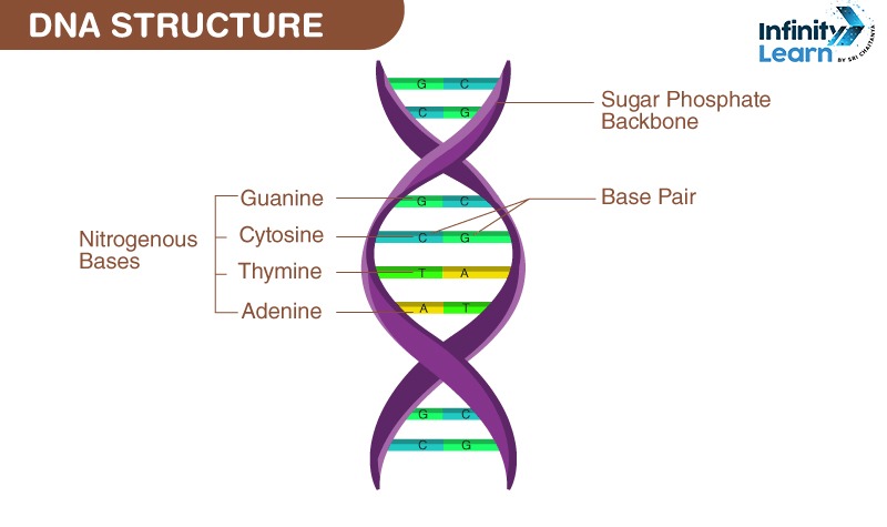 DNA Structure