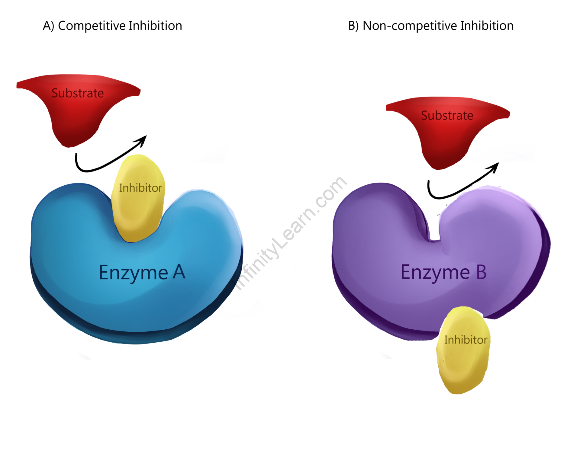 Types Of Enzymes Infinity Learn By Sri Chaitanya