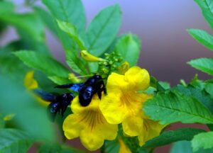 Pollination-Types