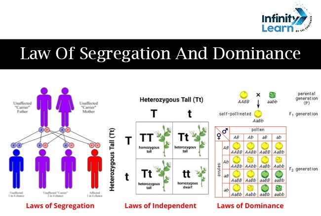 Law of Segregation and Law of Dominance