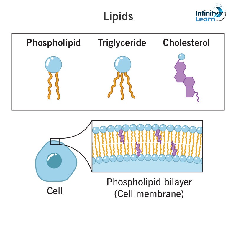 Lipids 