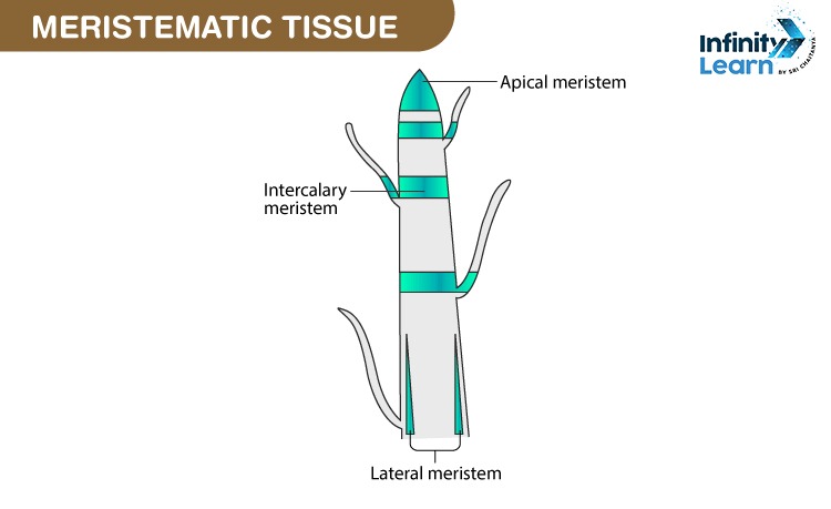 Meristematic Tissue