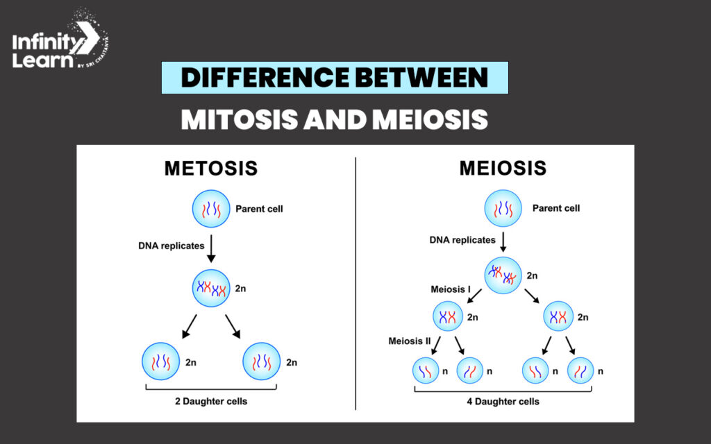 Differences Between Mitosis And Meiosis Key Contrasts Explained 6840