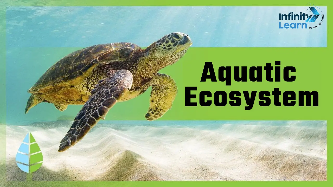 Aquatic Ecosystem: Features, Types, Functions & Threats | Infinity Learn