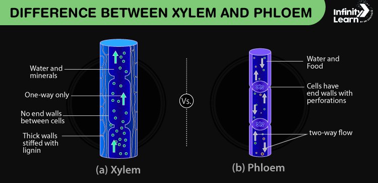 Difference Between Xylem and Phloem