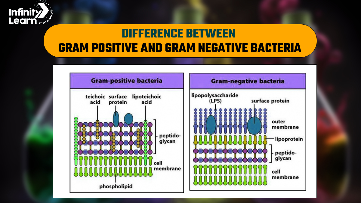 Difference Between Gram Positive and Gram Negative Bacteria