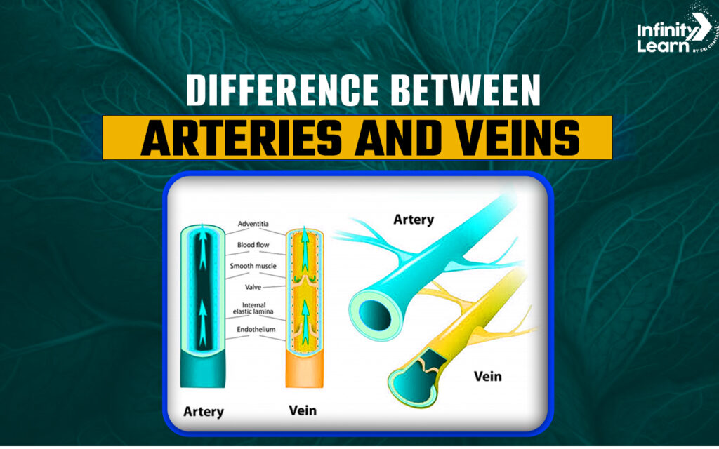 Arteries vs. Veins: Key Differences and Functions | Explained