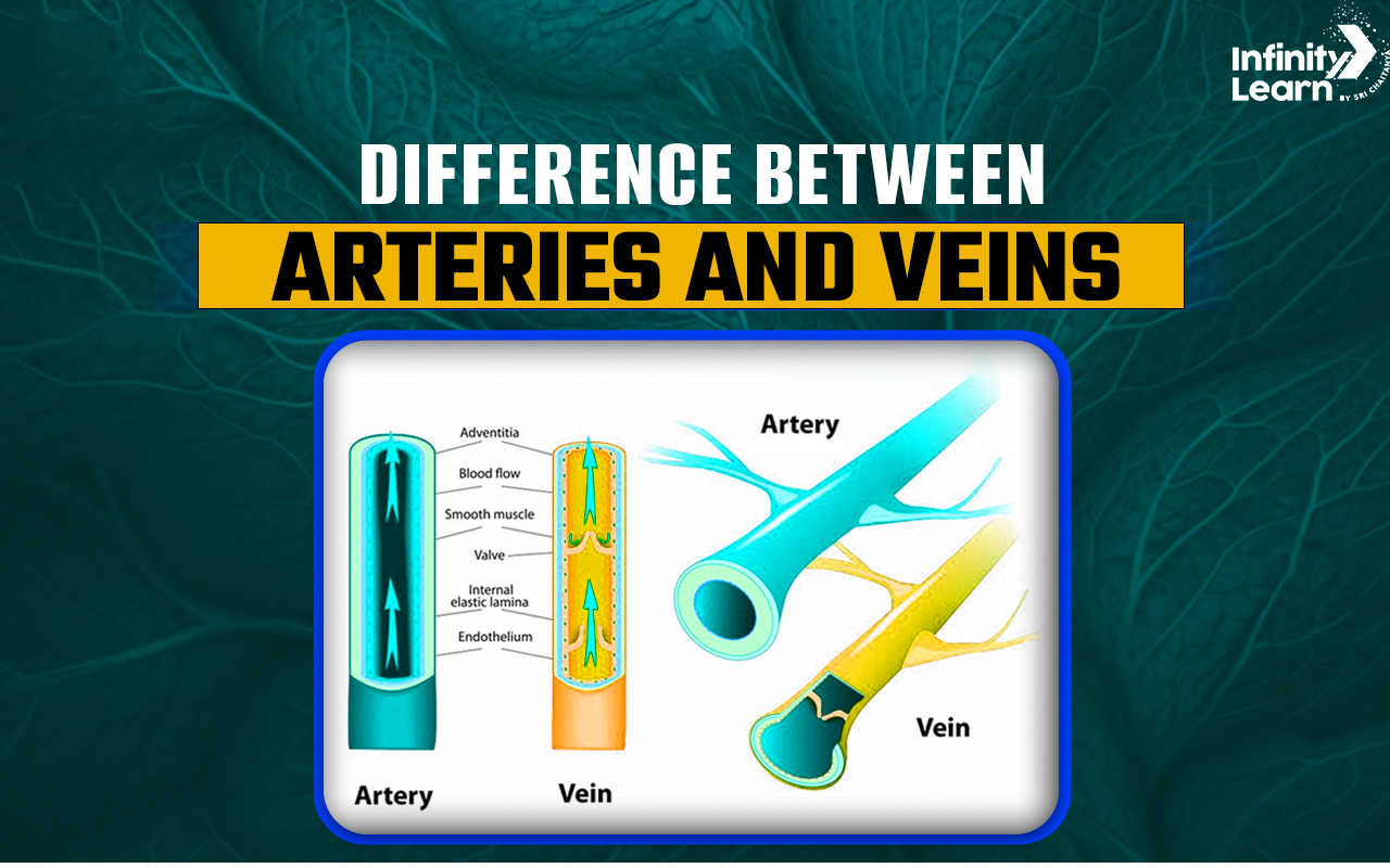 Arteries Vs Veins Key Differences And Functions Explained