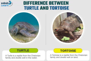 Turtle vs. Tortoise: Key Differences Explained | Learn About Turtles ...