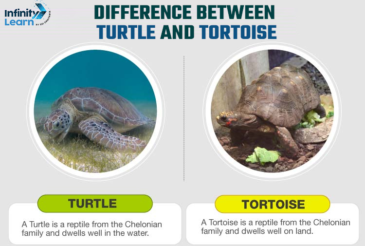 Difference Between Turtles and Tortoise