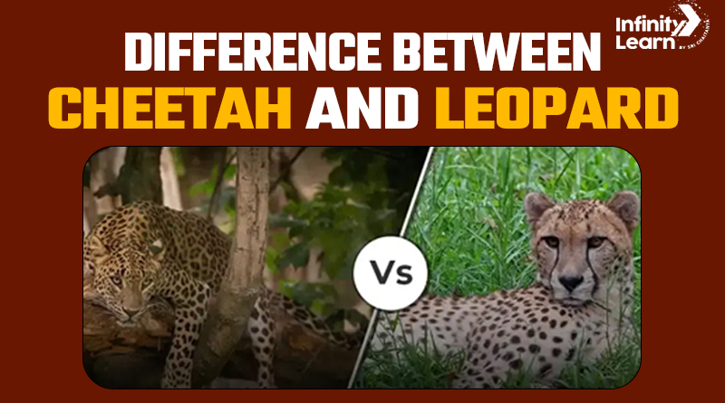 Difference Between Cheetah and Leopard | Infinity Learn