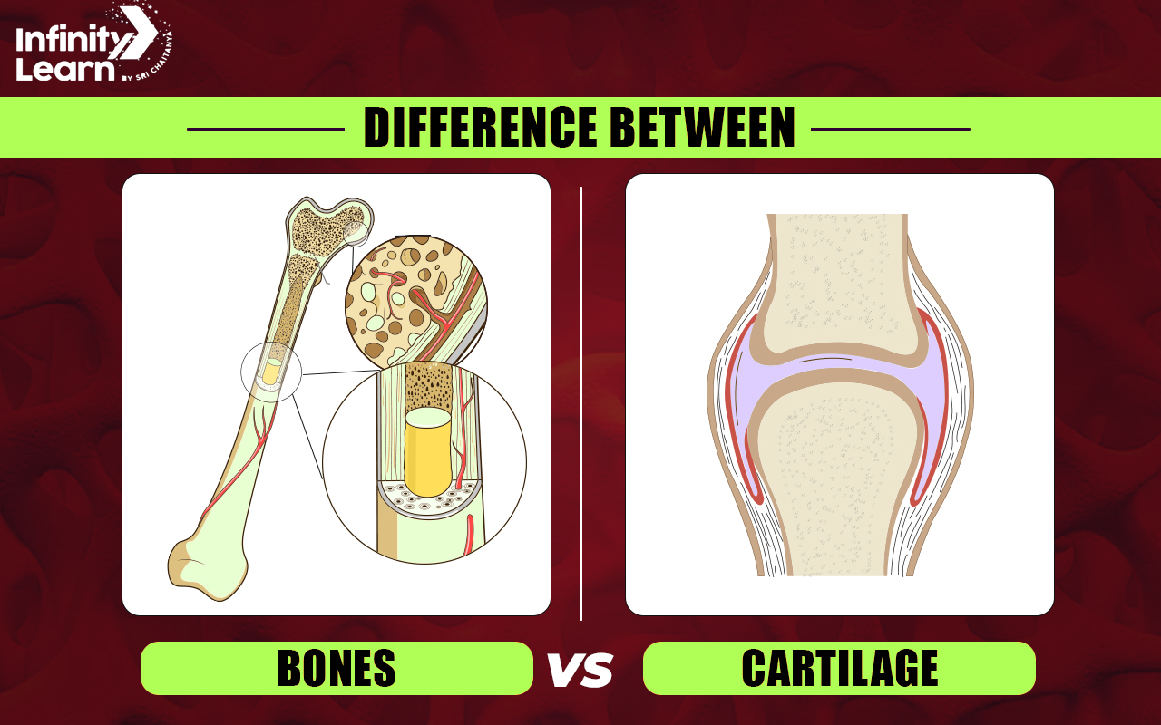 Difference Between Bone and Cartilage