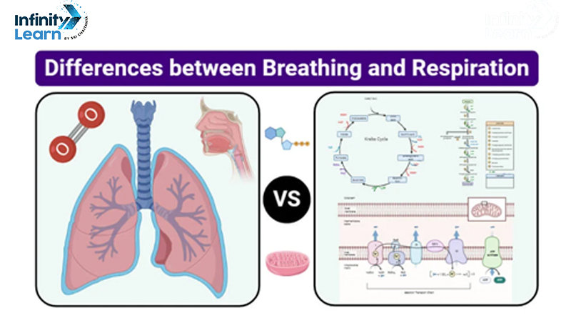 Difference Between Breathing and Respiration