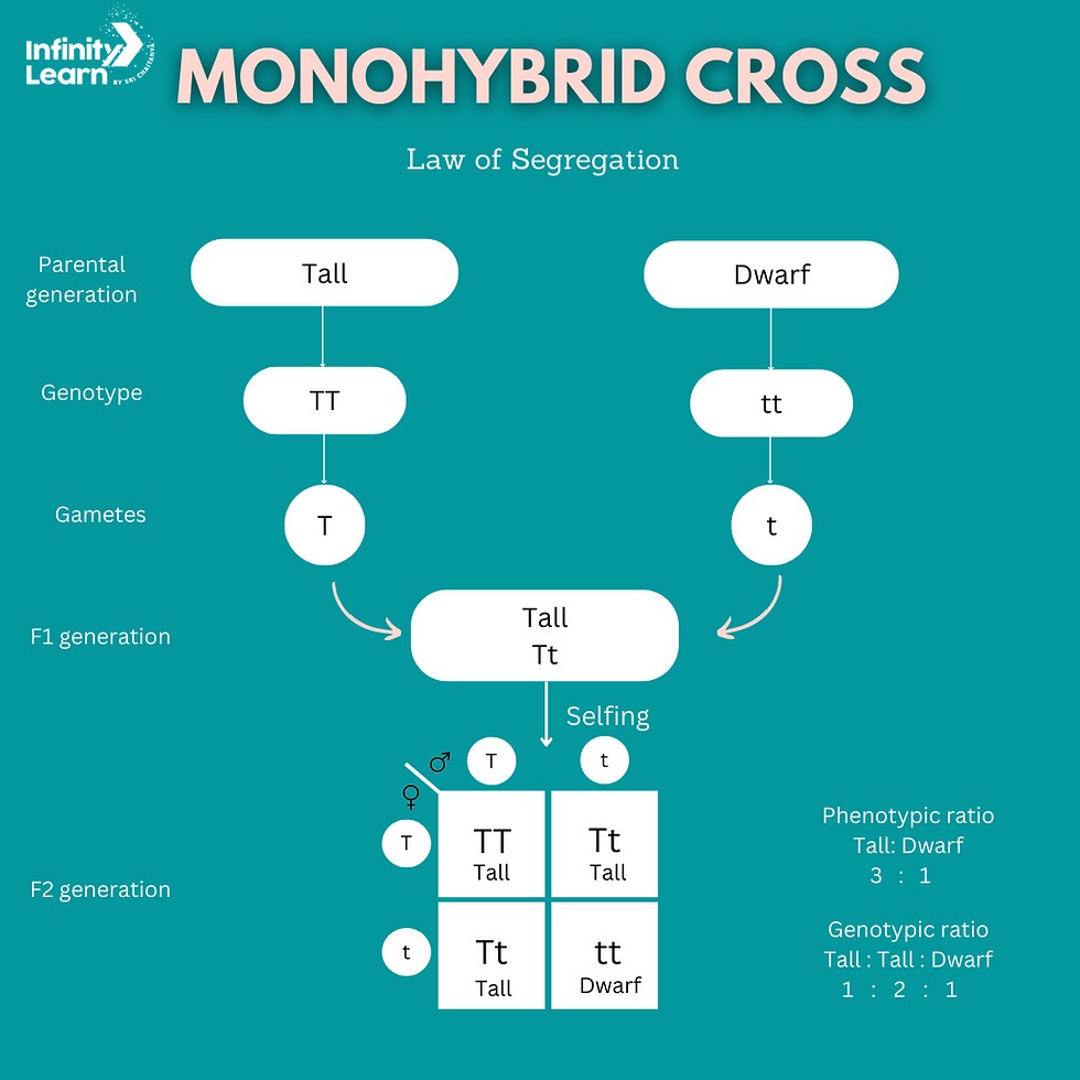 Monohybrid Cross