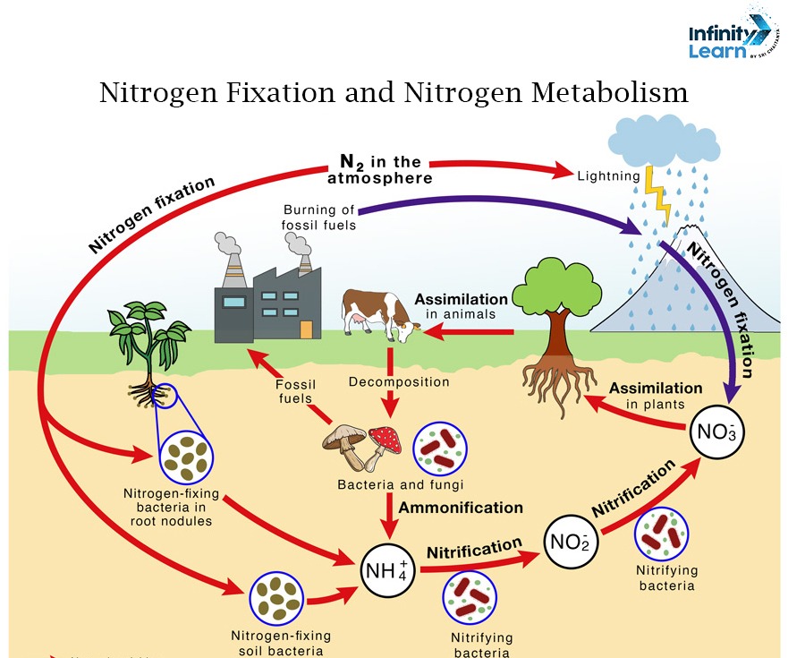 Nitrogen Fixation and Nitrogen Metabolism