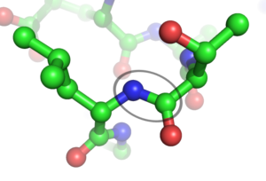 peptide bond