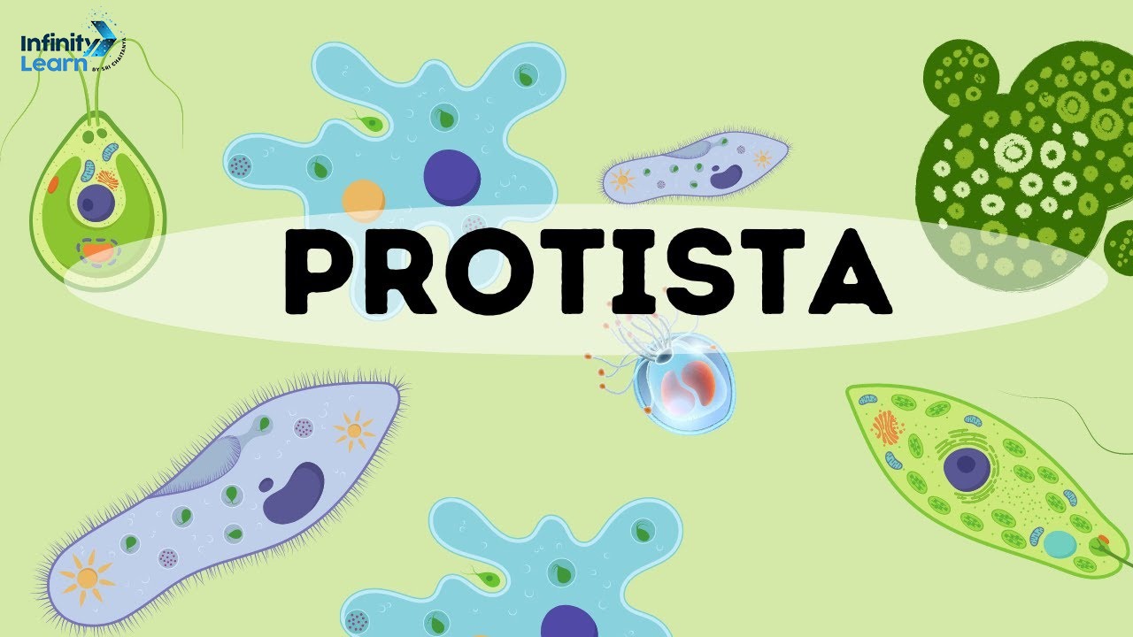 Protista Kingdom: Characteristics, Types, and Examples Explained ...