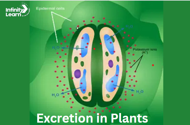 excretion in plants