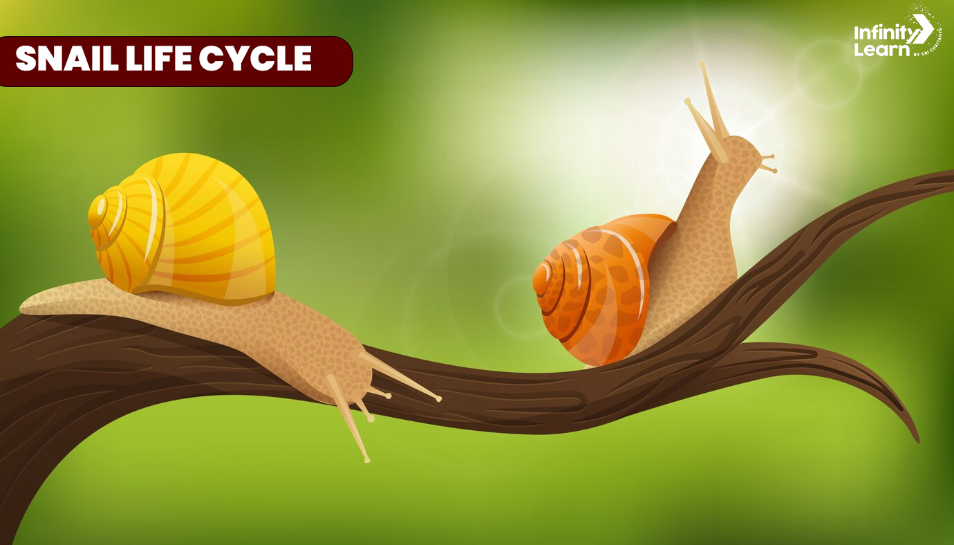 Snail Life Cycle