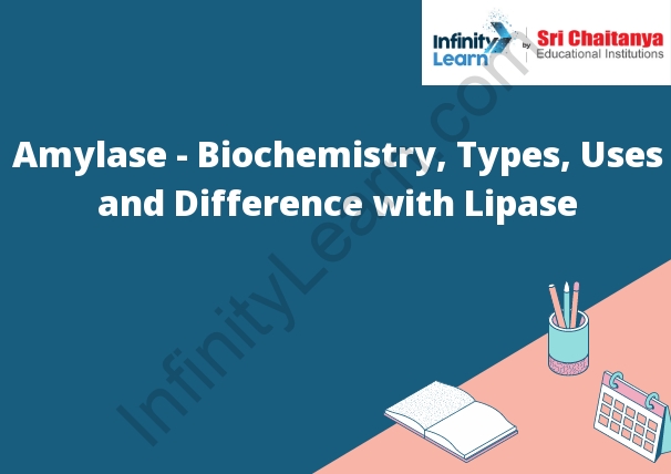 Amylase - Biochemistry, Types, Uses and Difference with Lipase