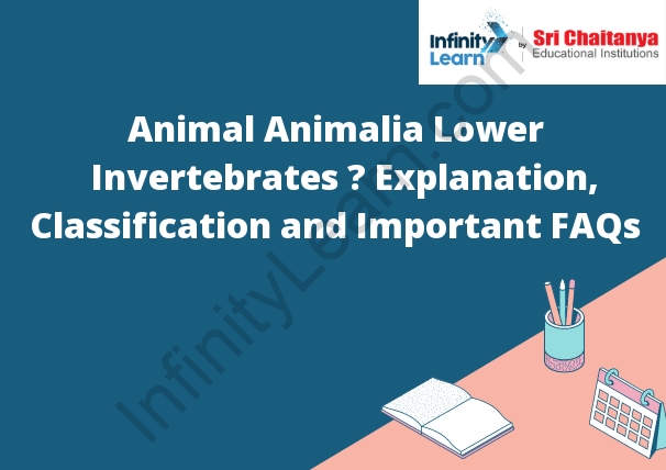 Animal Animalia Lower Invertebrates – Explanation, Classification and  Important FAQs - Infinity Learn